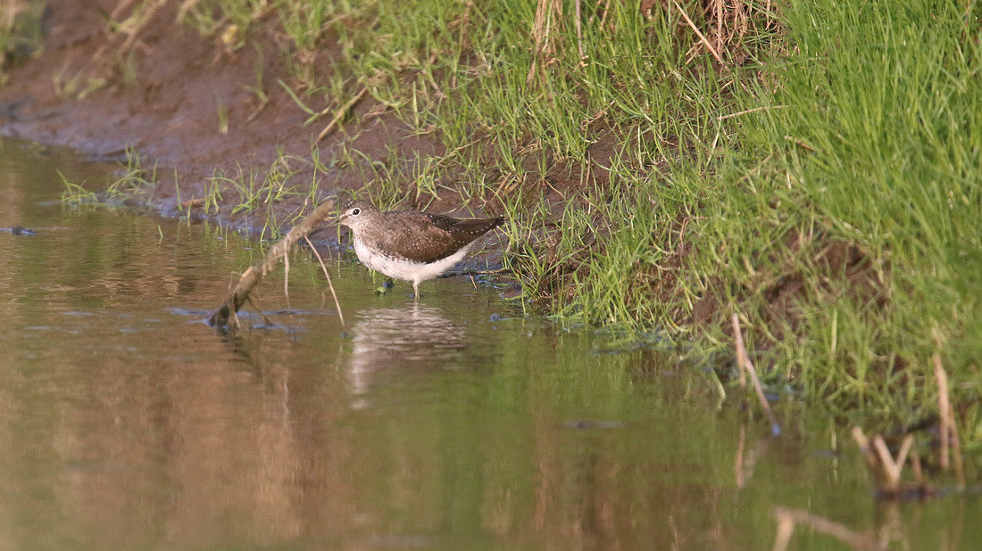 Green Sandpiper, Tockington, March 2015