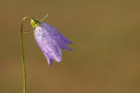 British Flowers