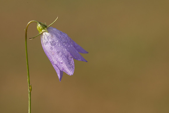 Harebell, Old Down, September 2022