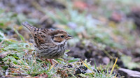 Little Bunting, Forest Farm, Feb 2015