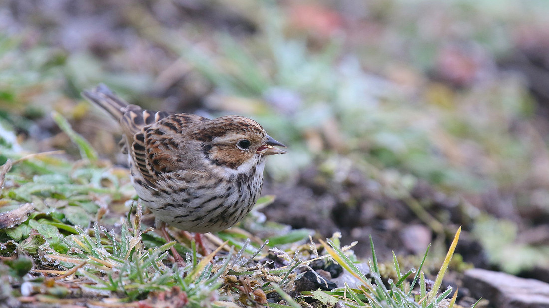 Little Bunting, Forest Farm, Feb 2015
