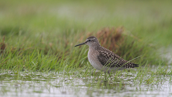 Wood Sandpiper, Northwick Warth, August 2014