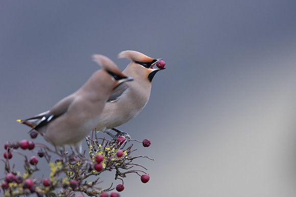 Waxwing, Rodbrough Common, January 2024