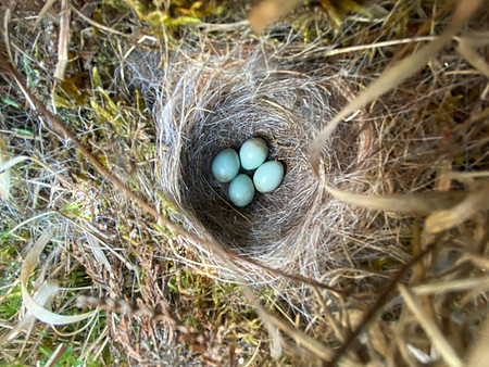 Stonechat, New forest, April 2021