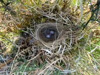 Woodlark