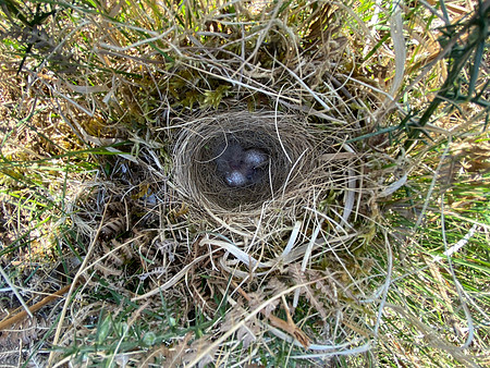 Woodlark, New forest, April 2021.