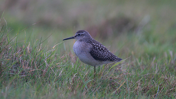 Wood Sandpiper, Northwick Warth, August 2014