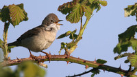 Whitethroat, Aust Warth, April 2015.