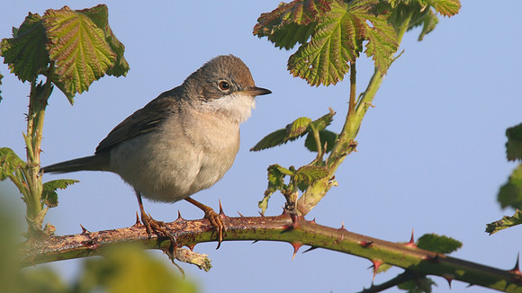 Whitethroat, Aust Warth, April 2015.