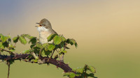 Whitethroat, Aust Warth, April 2015.