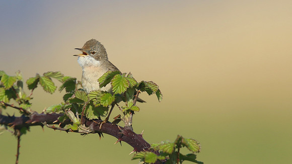 Whitethroat, Aust Warth, April 2015.
