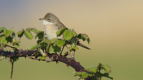 Whitethroat, Aust Warth, April 2015.