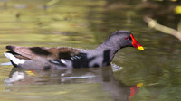 Moorhen, Slimbridge, August 2014