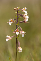 Marsh Helleborine, Kenfig, June 2024