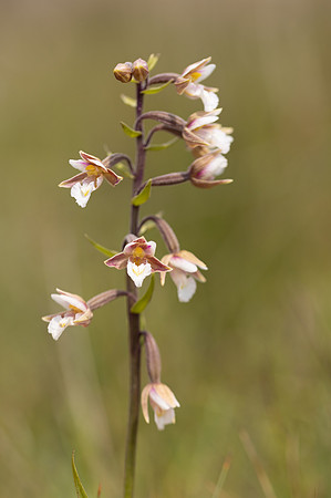 Marsh Helleborine, Kenfig, June 2024