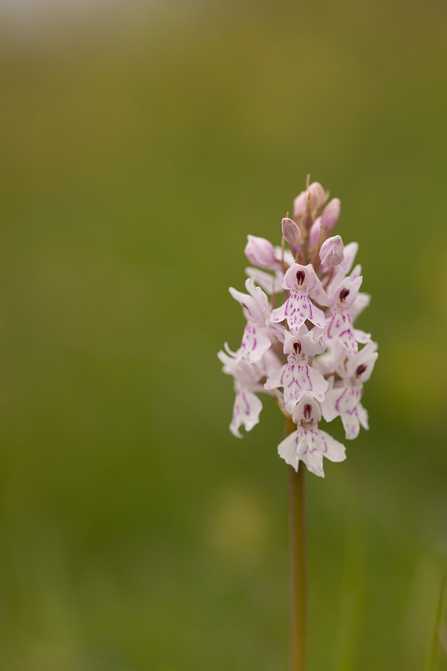 Common Spotted-orchid Orchid, Rudge Hill, June 2024