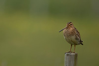 Common Snipe, Floi, Iceland, June 2022