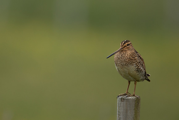 Common Snipe, Floi, Iceland, June 2022