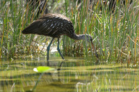 Limpkin, Florida, February 2020