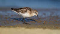 Little Stint, Cheddar Reservoir, September 2014