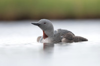Red-throated Diver, Floi, Iceland, June 2022