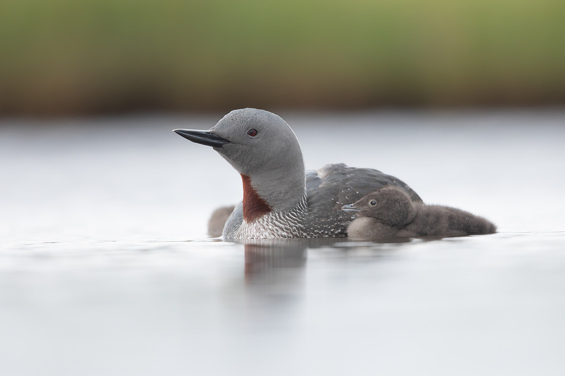 Red-throated Diver, Floi, Iceland, June 2022