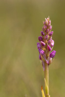 Marsh Fragrant-orchid Kenfig, June 2024.