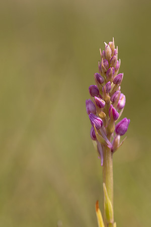 Marsh Fragrant-orchid Kenfig, June 2024.