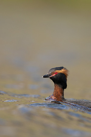 Slavonian Grebe, Iceland, May 2022