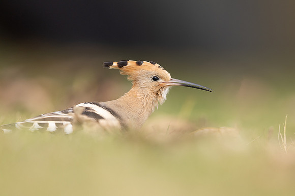 Hoopoe, Swansea, October 2024