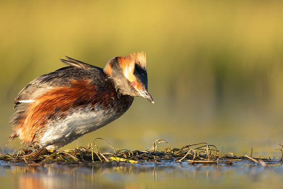 Slavonian Grebe, Iceland, May 2022