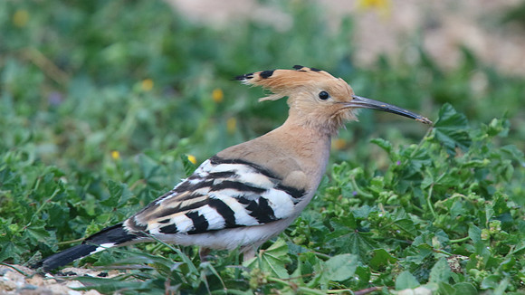 Hoopoe, Mandaria, Cyprus April 2015.