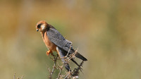Red-footed Falcon
