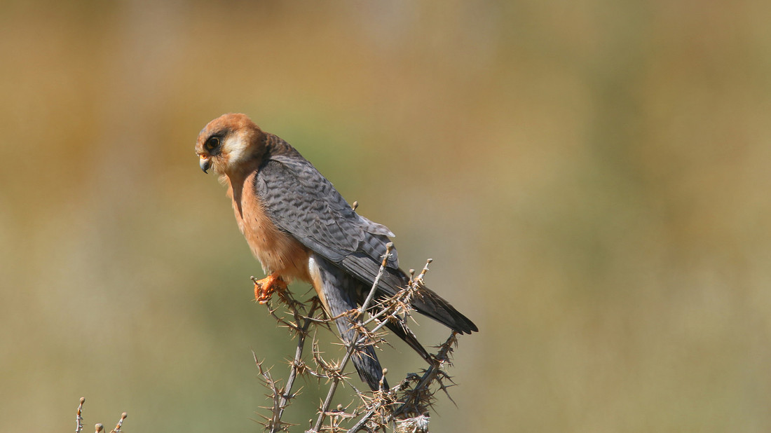 Red-footed Falcon, Anarita Park, Cyprus, April 2015