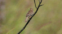 Corn Bunting, Anarita Park, Cyprus 2015