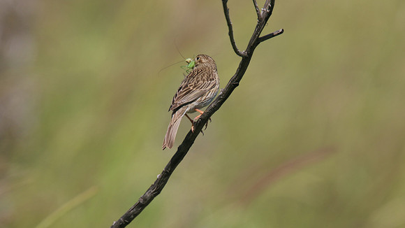 Corn Bunting, Anarita Park, Cyprus 2015