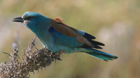 Roller