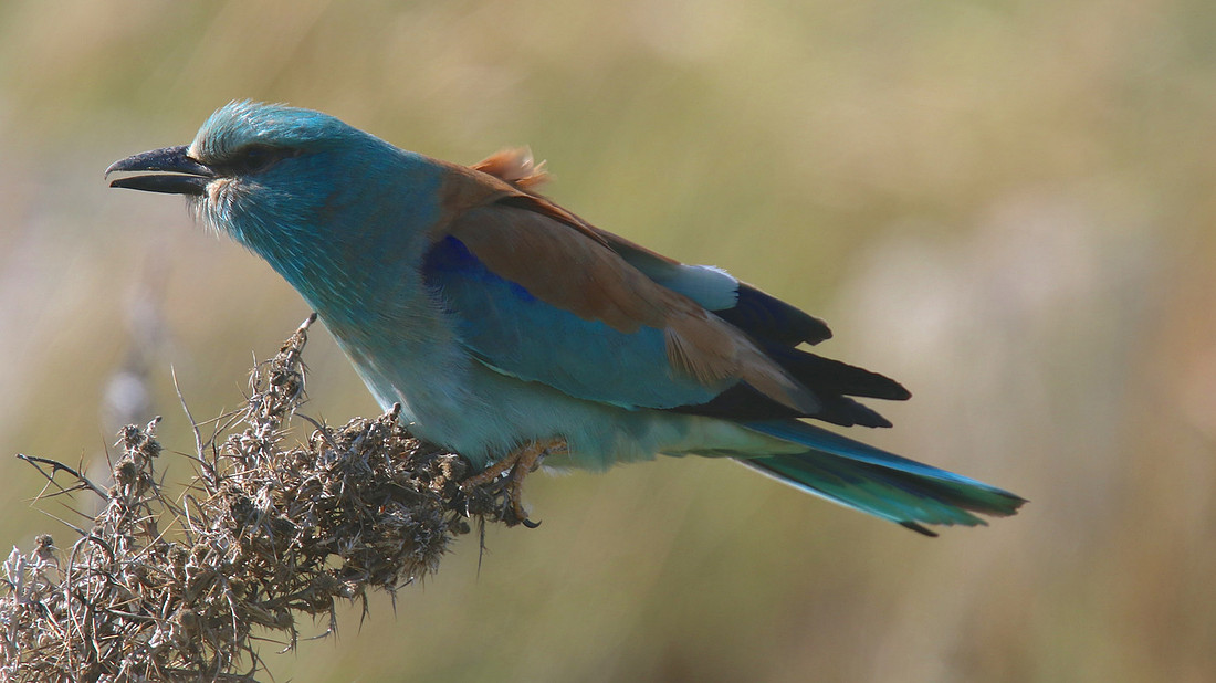 Roller, Anarita Park, Cyprus, April 2015