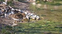 Snipe