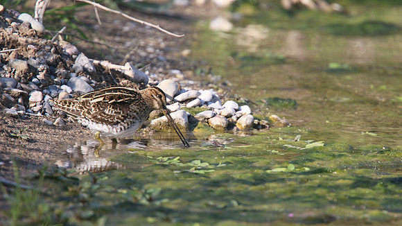 Snipe, Agia Varvana, Cyprus, April 2015