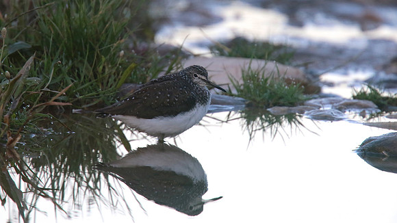 Green Sandpiper, Agia Varvana, Cyprus, April 2015