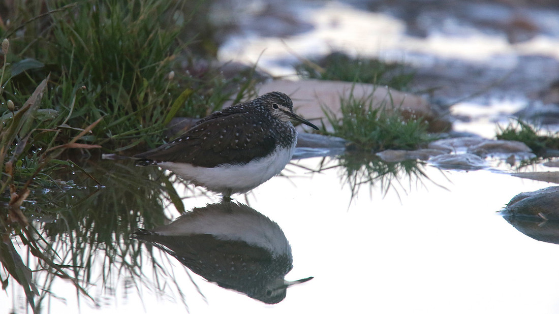 Green Sandpiper, Agia Varvana, Cyprus, April 2015