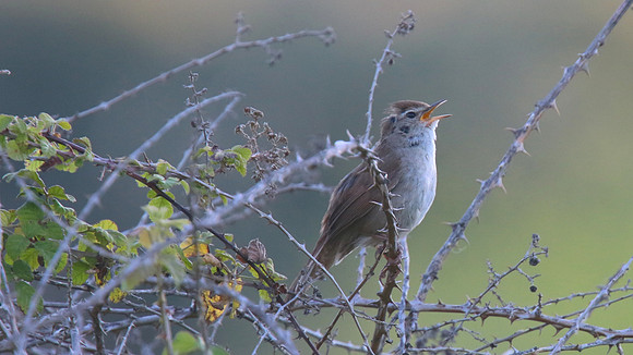 Cettis Warbler, Anarita Park, Cyprus 2015