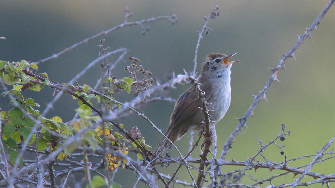 Cettis Warbler, Anarita Park, Cyprus 2015