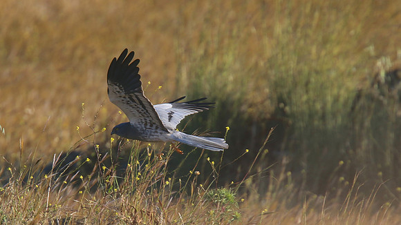 Montague's Harrier, Anarita Park, Cyprus, April 2015