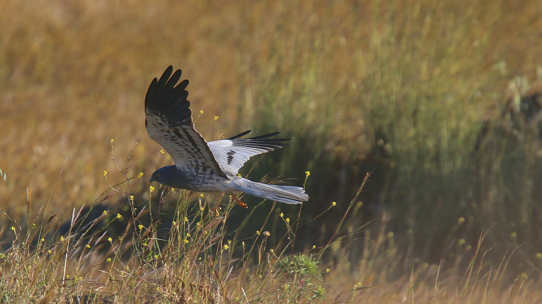Montague's Harrier, Anarita Park, Cyprus, April 2015