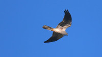Montague's Harrier, Anarita Park, Cyprus, April 2015