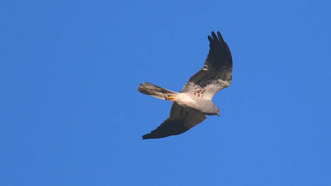 Montague's Harrier, Anarita Park, Cyprus, April 2015
