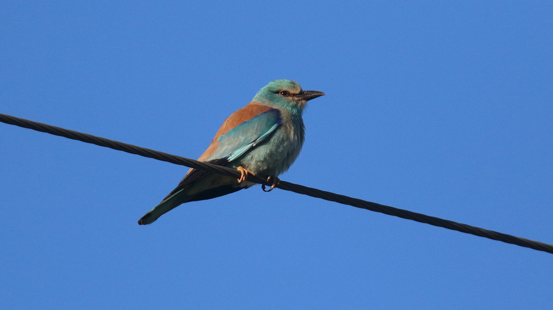 Roller, Anarita Park, Cyprus, April 2015