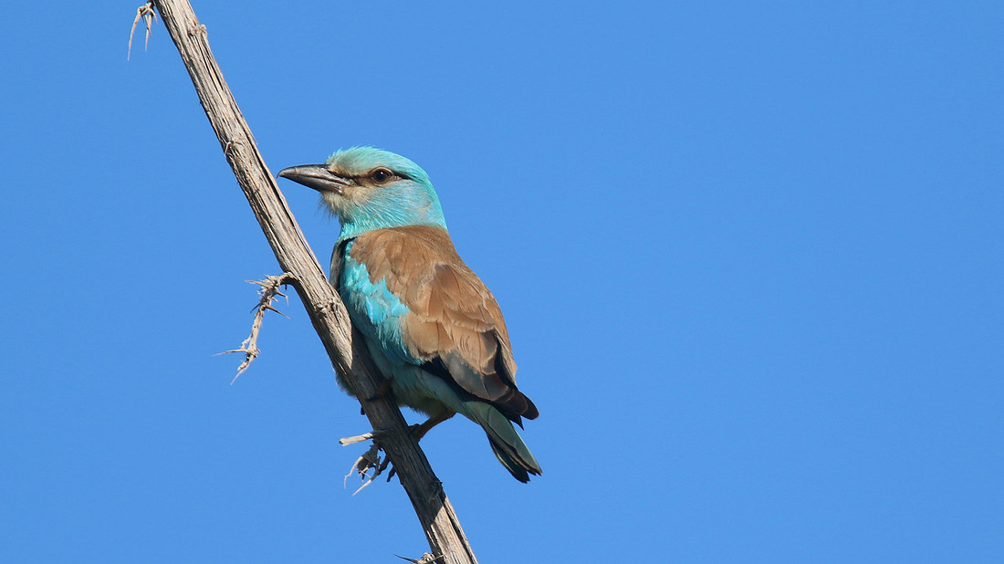Roller, Anarita Park, Cyprus, April 2015